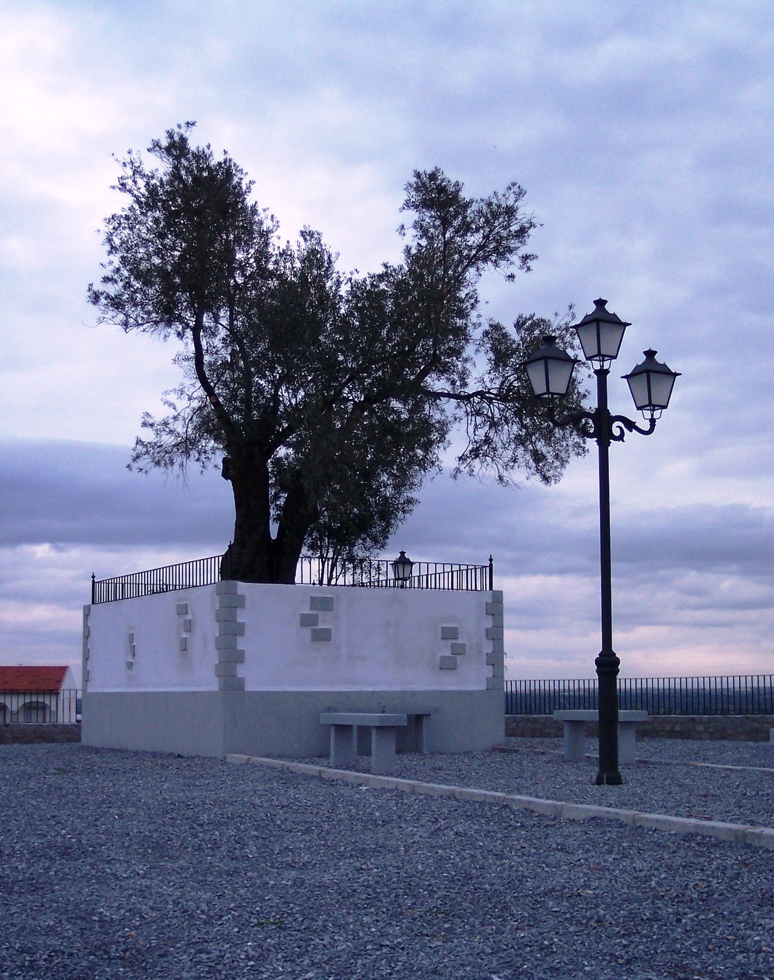 El Calvario Olivo Centenario C Rdoba Turismo